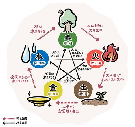 五行 体の部位|五行説の概要と人体との関係 